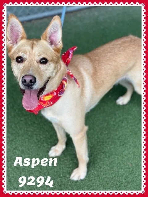 Aspen thumbnail 4