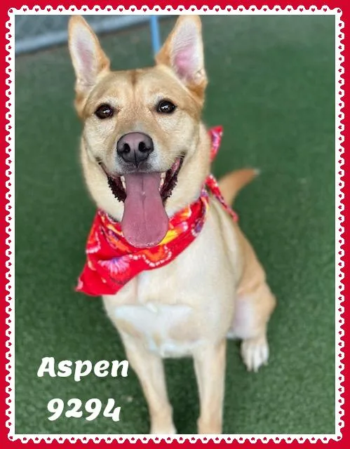 Aspen thumbnail 5
