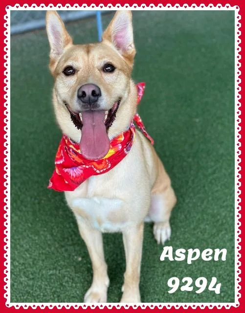 Aspen thumbnail 6