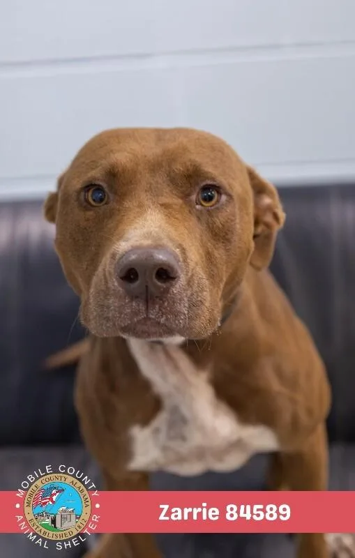An adult medium-sized female Brown / Chocolate Mixed Breed dog named Zarrie for adoption in Mobile, AL