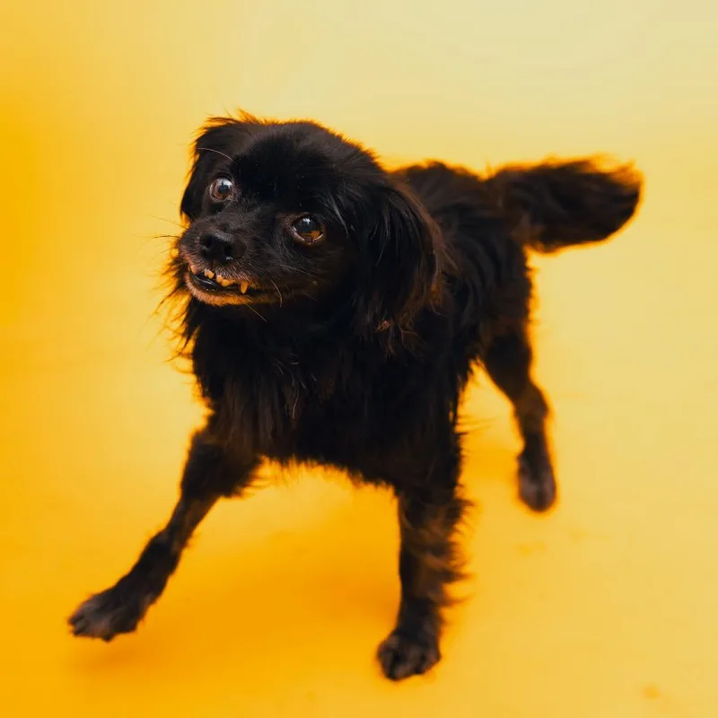 A senior small-sized male Spaniel dog named Reptar for adoption in San Diego, CA