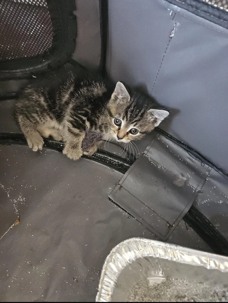 A baby medium-sized female Tabby (Brown / Chocolate) Domestic Short Hair cat named Naya for adoption in Rochester Hills, MI