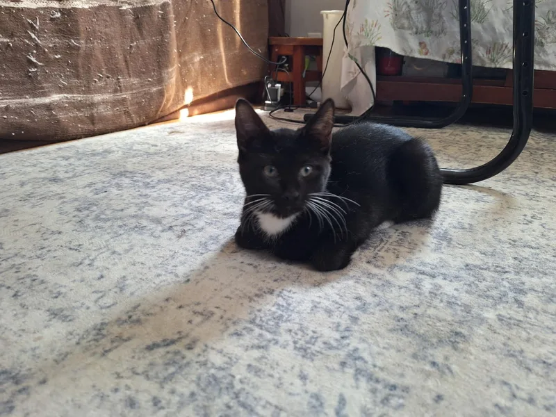 Lolita