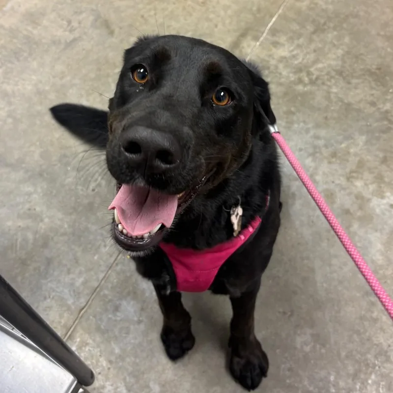 An adult medium-sized female Black Labrador Retriever dog named Minnie for adoption in Manhattan, KS