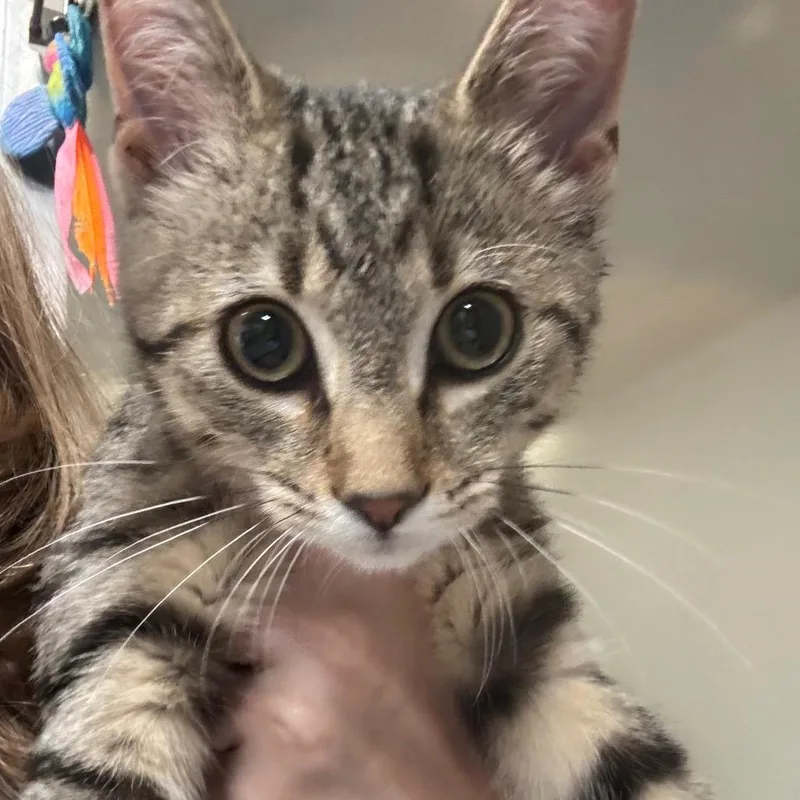 Vivian C thumbnail 2