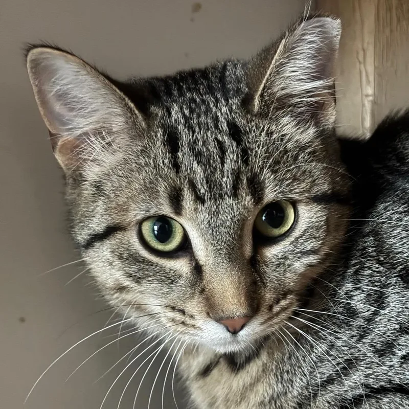 Vivian C thumbnail 3