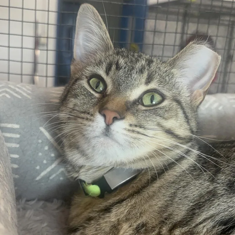 Vivian C thumbnail 5