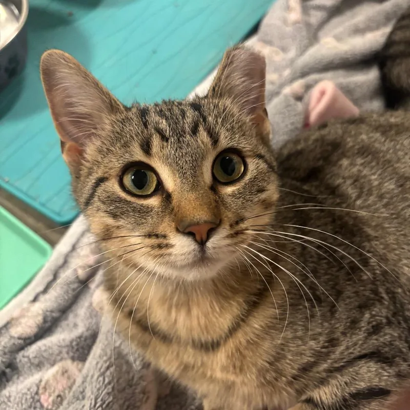 Vivian C thumbnail 6