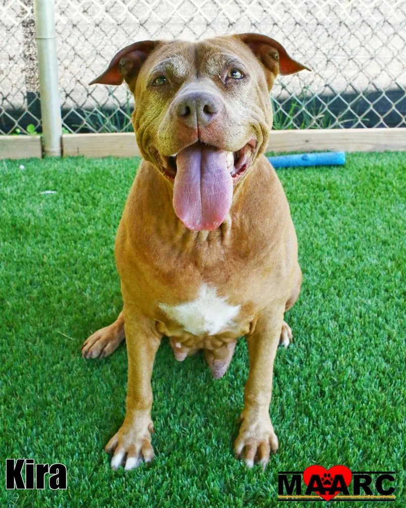 A senior medium-sized female Staffordshire Bull Terrier dog named Kira for adoption in Maryville, TN