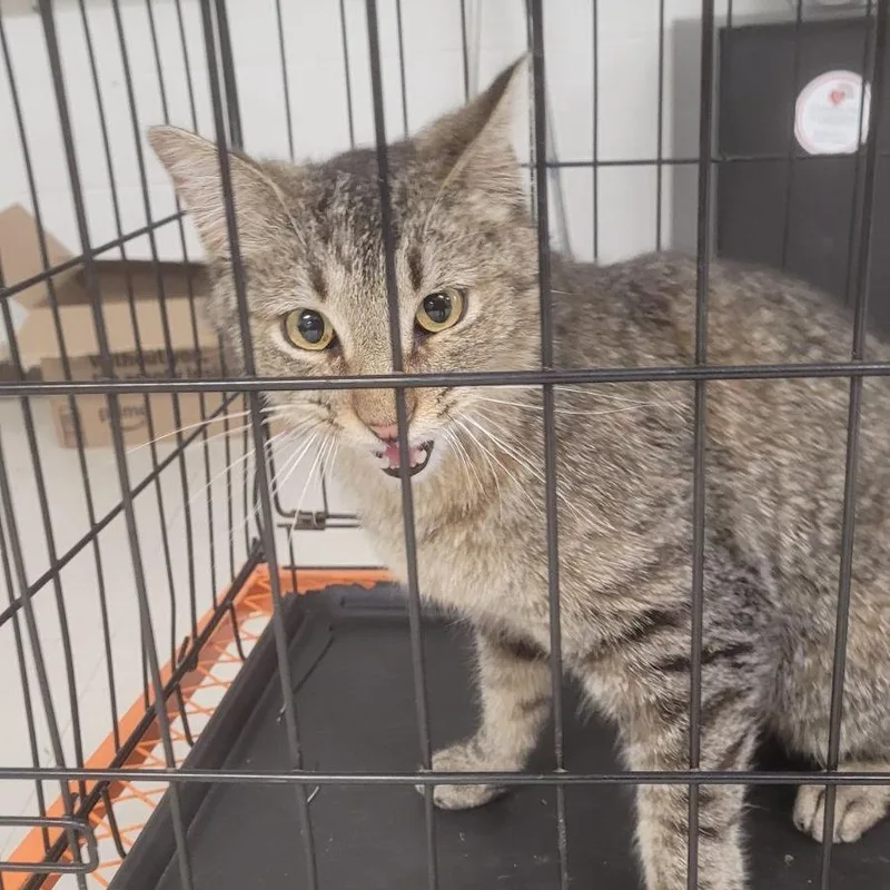 An adult small-sized male Brown / Chocolate Domestic Short Hair cat named Squeakerc for adoption in East Saint Louis, IL