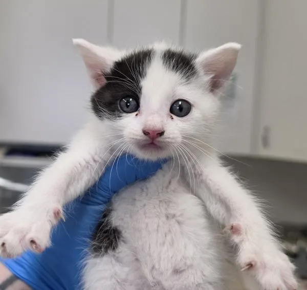 A baby medium-sized female Domestic Short Hair cat named Oboe for adoption in Silverdale, WA