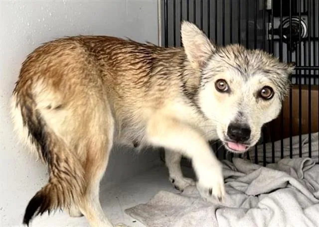 A young small-sized female Cardigan Welsh Corgi dog named A for adoption in Houston, TX