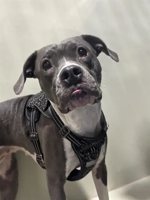A young large-sized female Pit Bull Terrier dog named Sarah for adoption in Bakersfield, CA