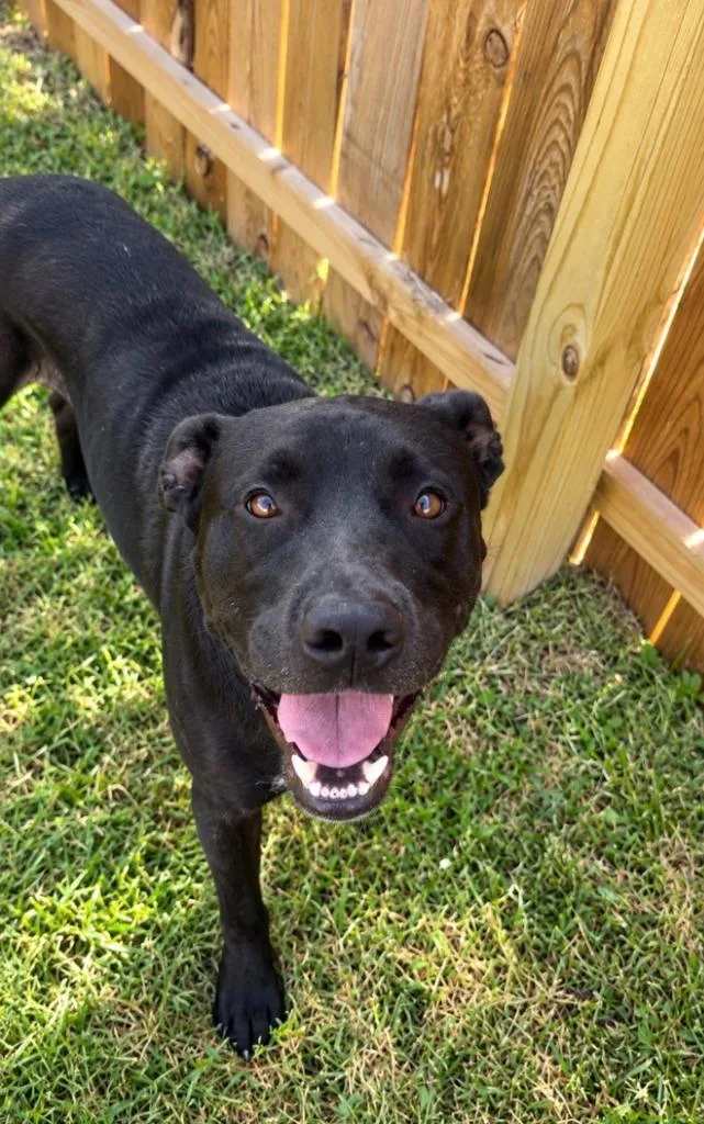 An adult large-sized male Labrador Retriever dog named Rufus for adoption in Centralia, IL