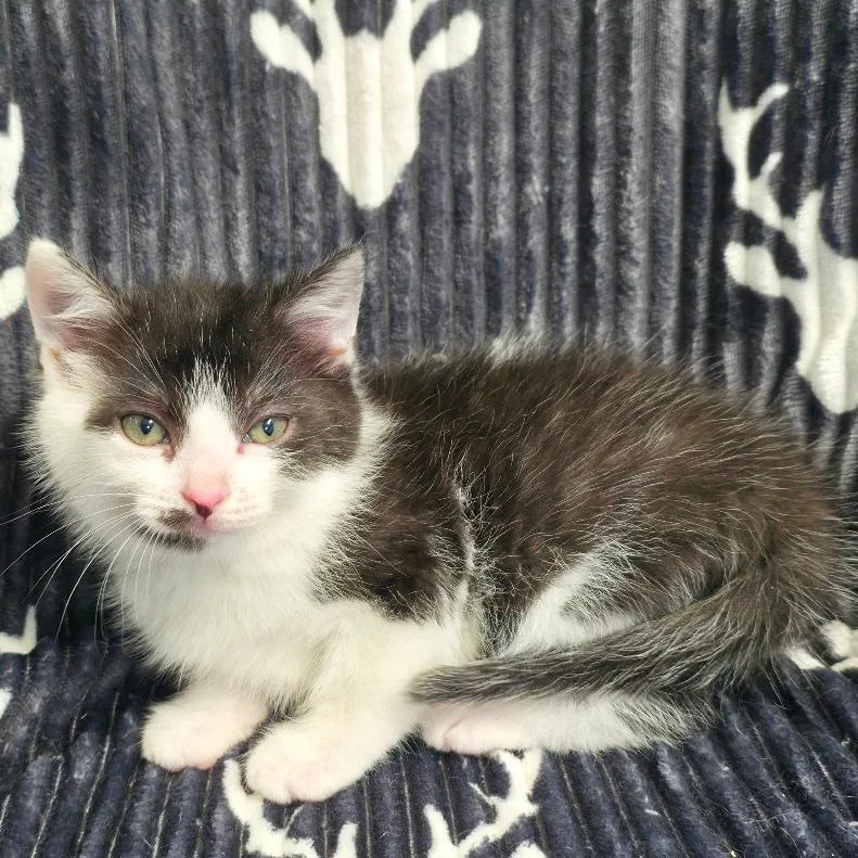 A baby small-sized female Black Domestic Short Hair cat named Squawk for adoption in Mount Juliet, TN