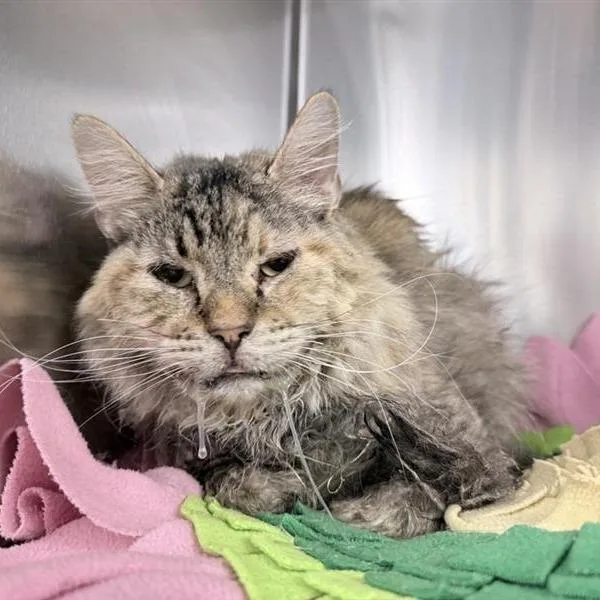 An adult medium-sized female Brown / Chocolate Domestic Medium Hair cat named Flower for adoption in New York, NY