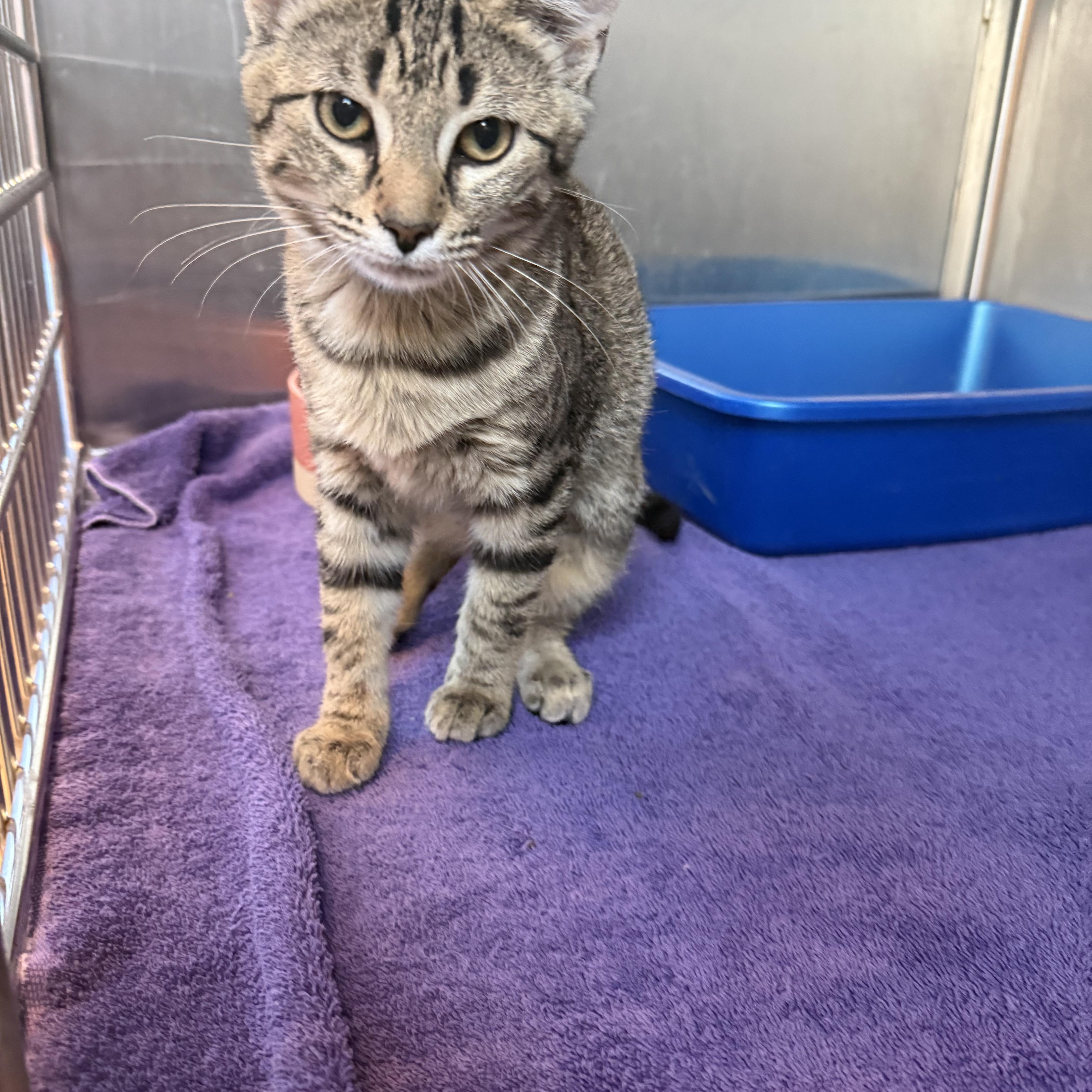 A young medium-sized female Tabby (Brown / Chocolate) Domestic Short Hair cat named Cartier for adoption in Brookings, SD