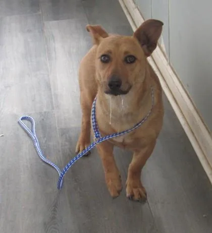 A young small-sized female Dachshund dog named Trina for adoption in West Memphis, AR