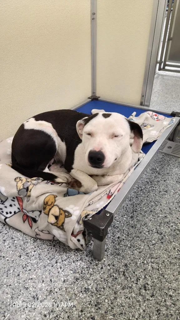 A young medium-sized female Terrier dog named Pretzel for adoption in Athens, TN