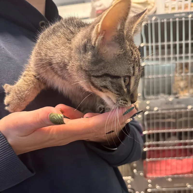 A baby small-sized male Gray / Blue / Silver Domestic Short Hair cat named Sebastian for adoption in Columbus, GA