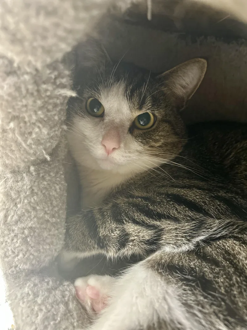 A young medium-sized male Tabby (Gray / Blue / Silver) Tabby cat named Jimothy for adoption in Independence, OH