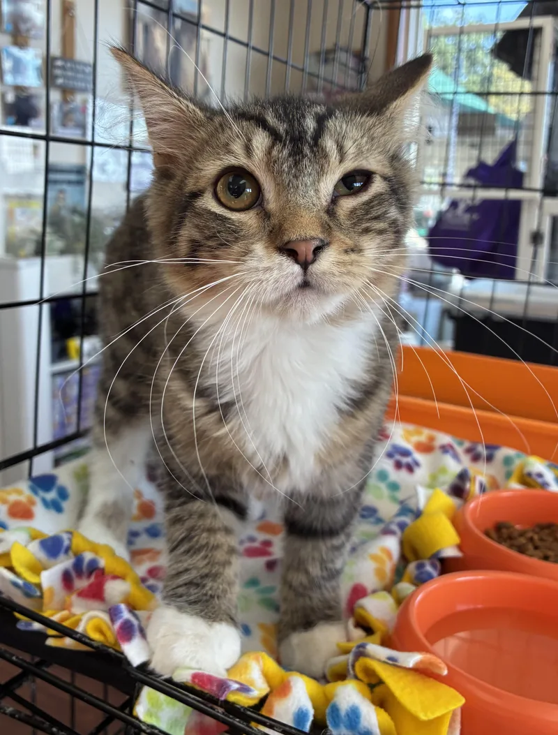A baby medium-sized male Tabby (Tiger Striped) Domestic Short Hair cat named Pepper for adoption in Breinigsville, PA