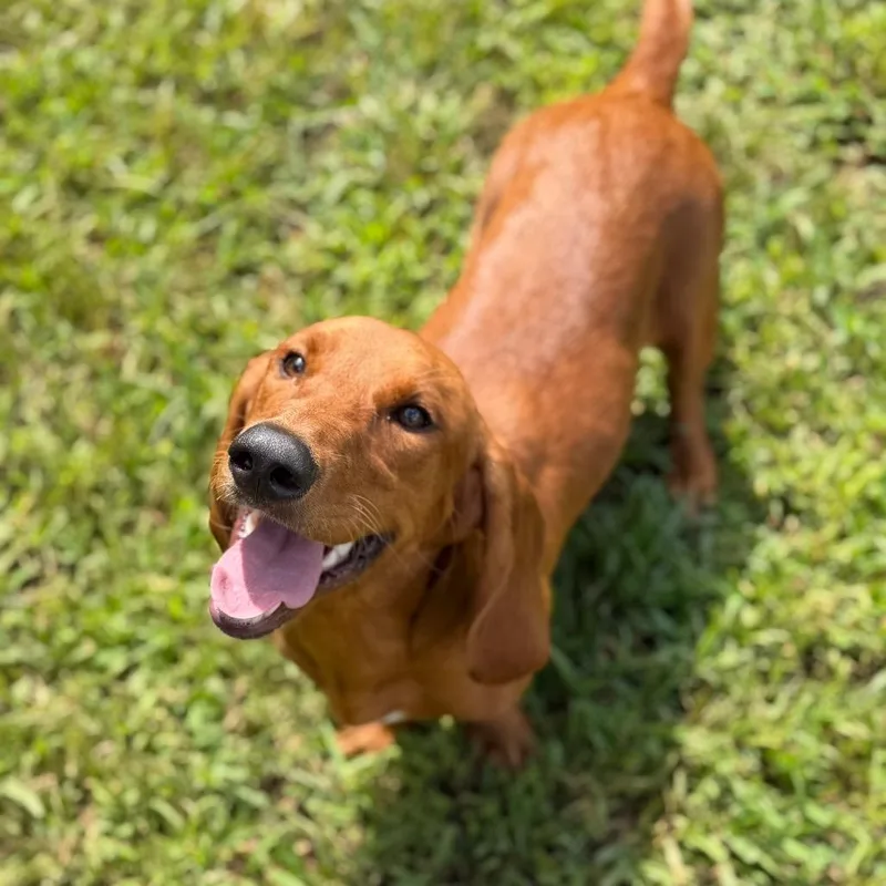 A young medium-sized female Red / Chestnut / Orange Basset Hound dog named Tinker Belle for adoption in Brownsboro, AL