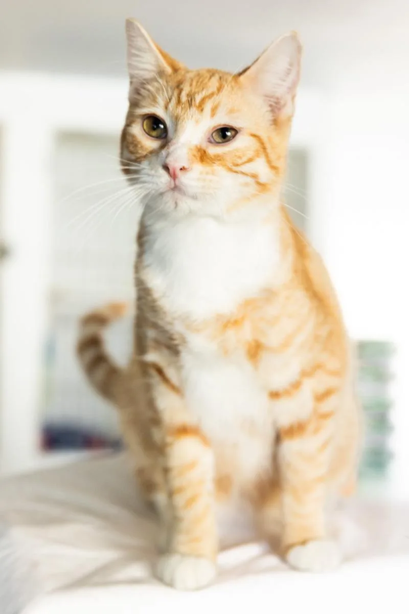 A young medium-sized male Tabby (Orange / Red) Domestic Short Hair cat named Pikachu for adoption in Rowland Heights, CA