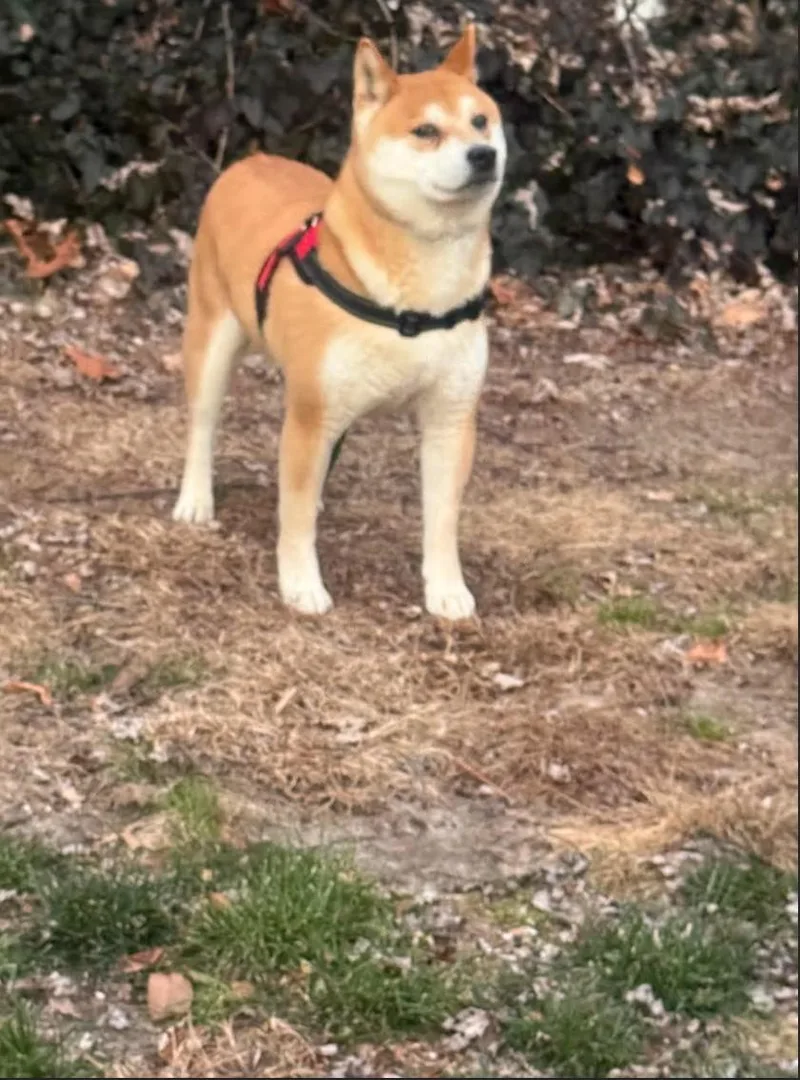 An adult medium-sized male Shiba Inu dog named Dude for adoption in Toms River, NJ