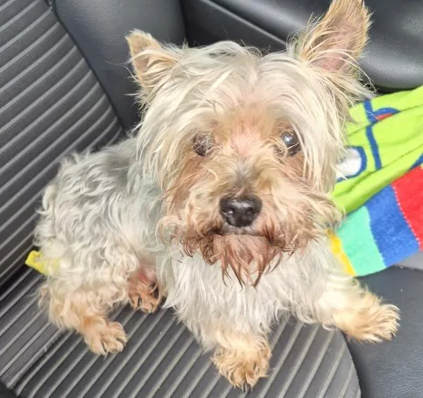 A senior small-sized male Silky Terrier dog named Pen Shiloh for adoption in Lawrenceville, GA
