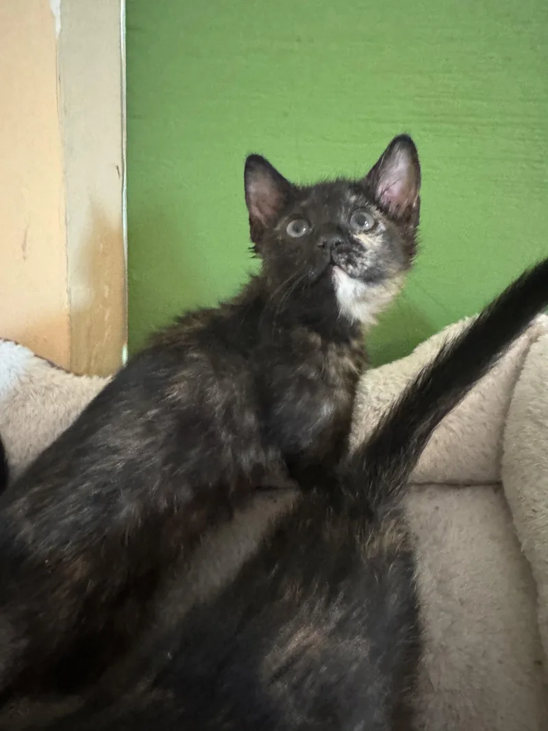 A baby medium-sized female Domestic Short Hair cat named Zoe & Meadow for adoption in Williamsburg, NM