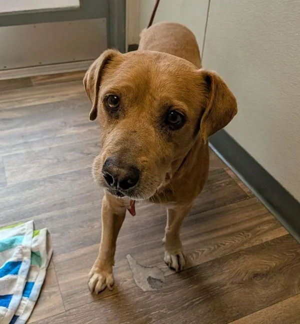 A senior medium-sized male Labrador Retriever dog named Vin Diesel for adoption in San Diego, CA