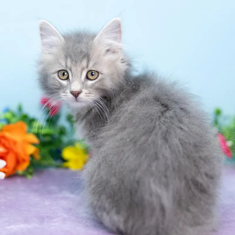 A baby small-sized male Brown / Chocolate Domestic Short Hair cat named Rover for adoption in Durham, NC