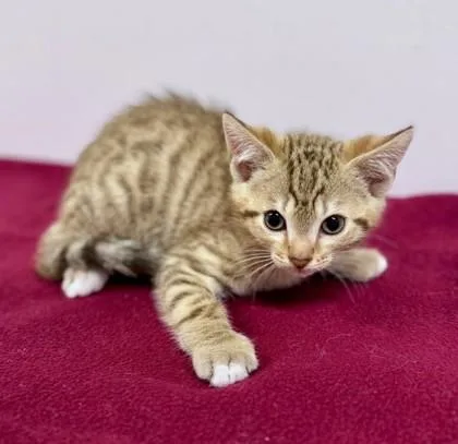 A baby small-sized male Tabby (Brown / Chocolate) Domestic Short Hair cat named Dillo for adoption in Bishop, GA