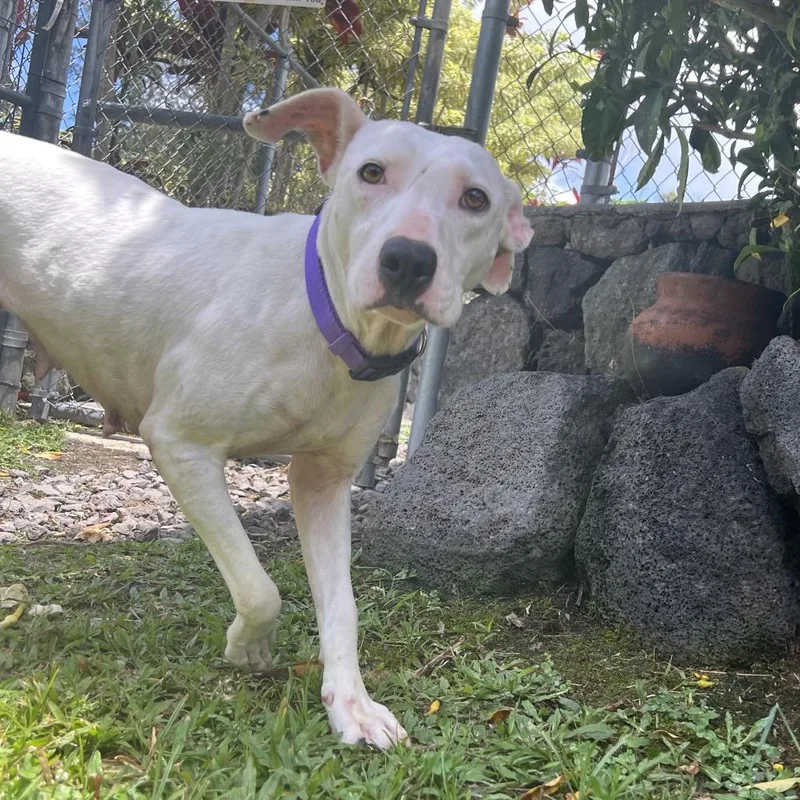 An adult medium-sized female White / Cream Mixed Breed dog named Keo for adoption in Keaau, HI