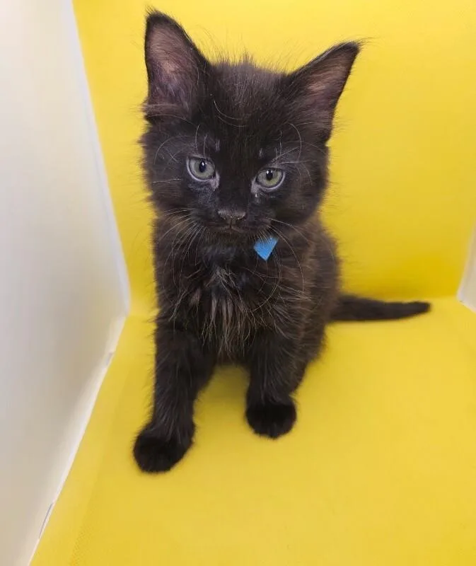 Gomez