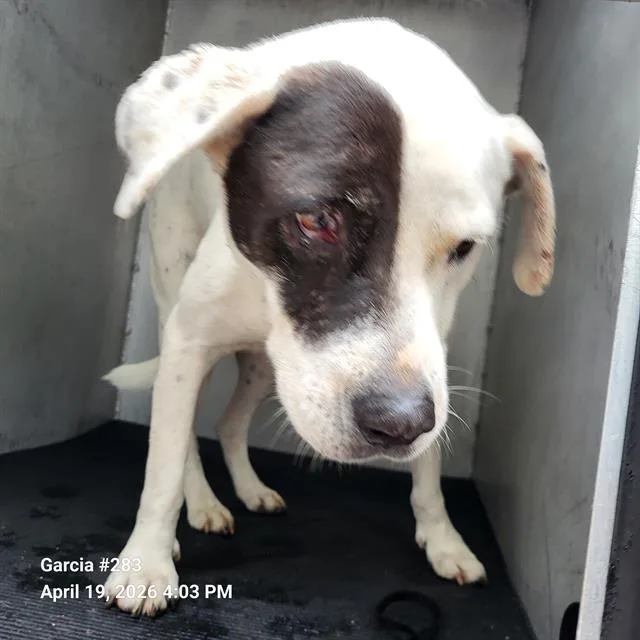 A young medium-sized female American Staffordshire Terrier dog named Lainey for adoption in San Antonio, TX