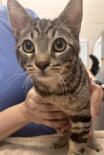 A baby medium-sized male Domestic Short Hair cat named Jet Blue for adoption in Fishers, IN