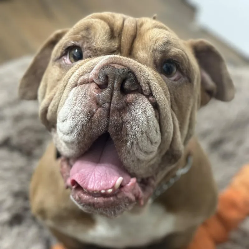 An adult medium-sized male Yellow / Tan / Blond / Fawn English Bulldog dog named Teddy for adoption in Turlock, CA