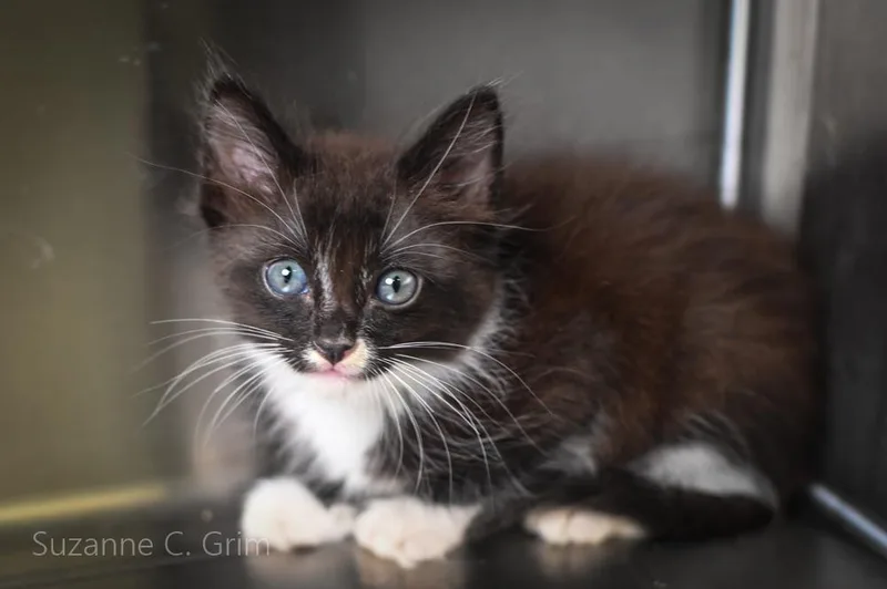 A baby small-sized male Domestic Short Hair cat named Magneto for adoption in New Orleans, LA