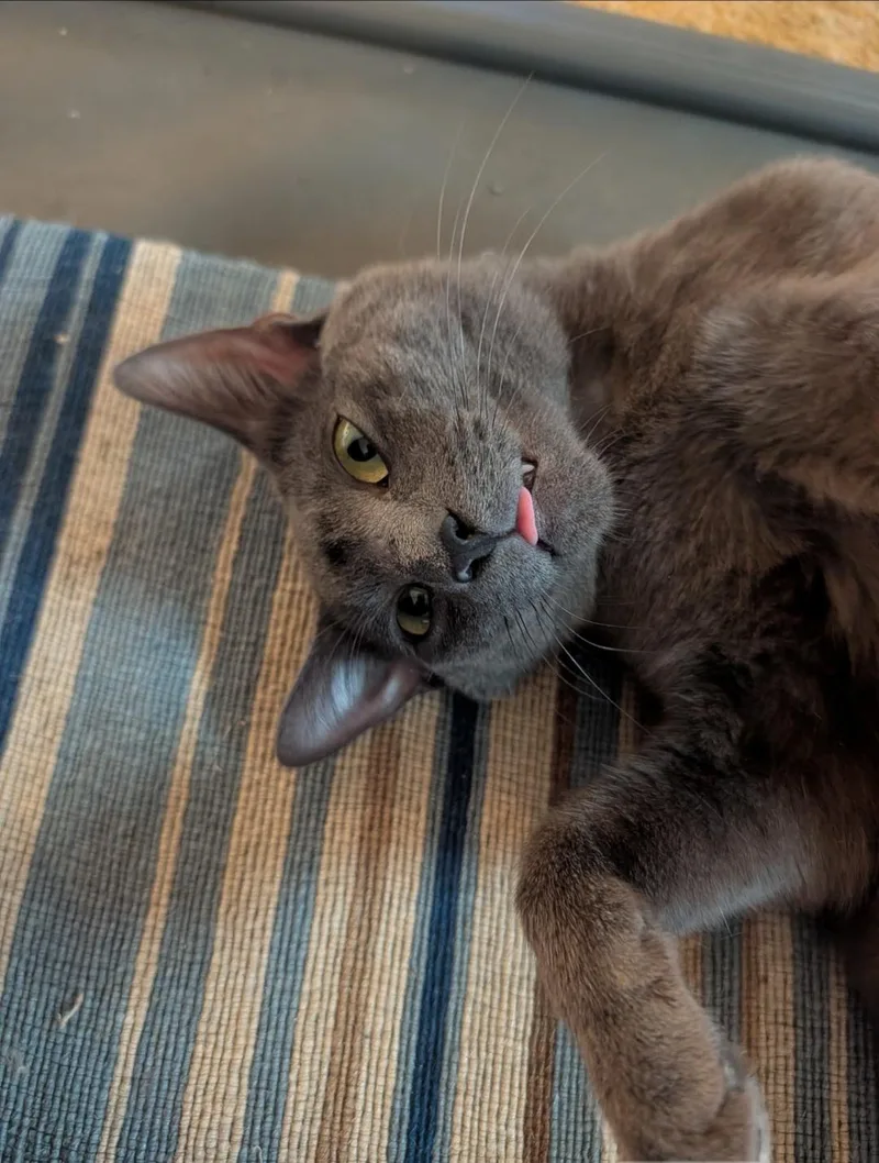 An adult medium-sized female Gray / Blue / Silver Domestic Short Hair cat named Graycee for adoption in Blaine, MN