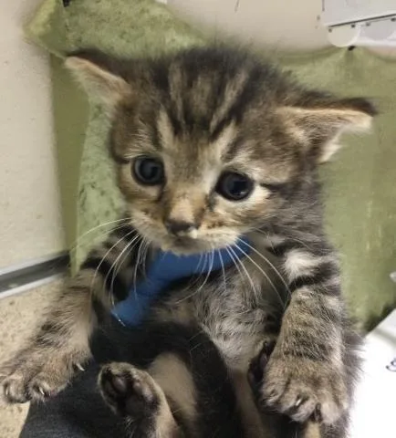 A baby small-sized male Domestic Short Hair cat named Gilbert for adoption in Riverside, CA