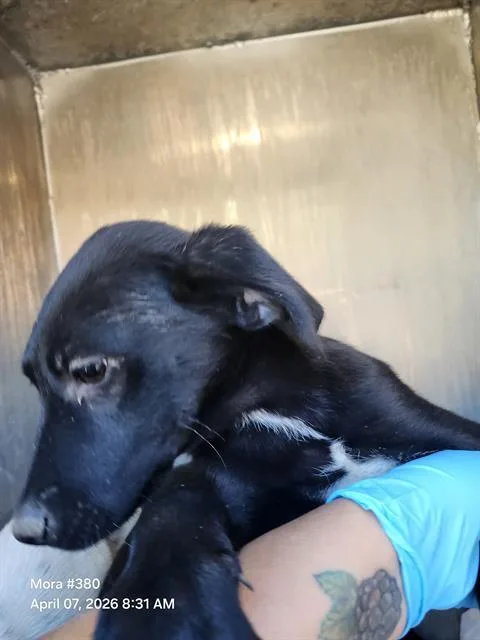 A baby small-sized male Labrador Retriever dog named Ian for adoption in San Antonio, TX