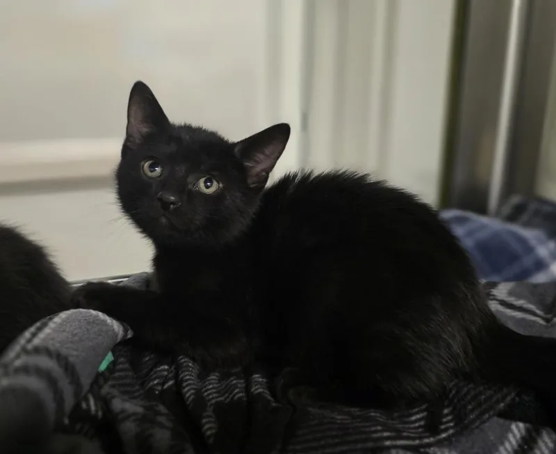 A baby small-sized male Black Domestic Short Hair cat named Sir Pounce A Lot for adoption in Dickson, TN