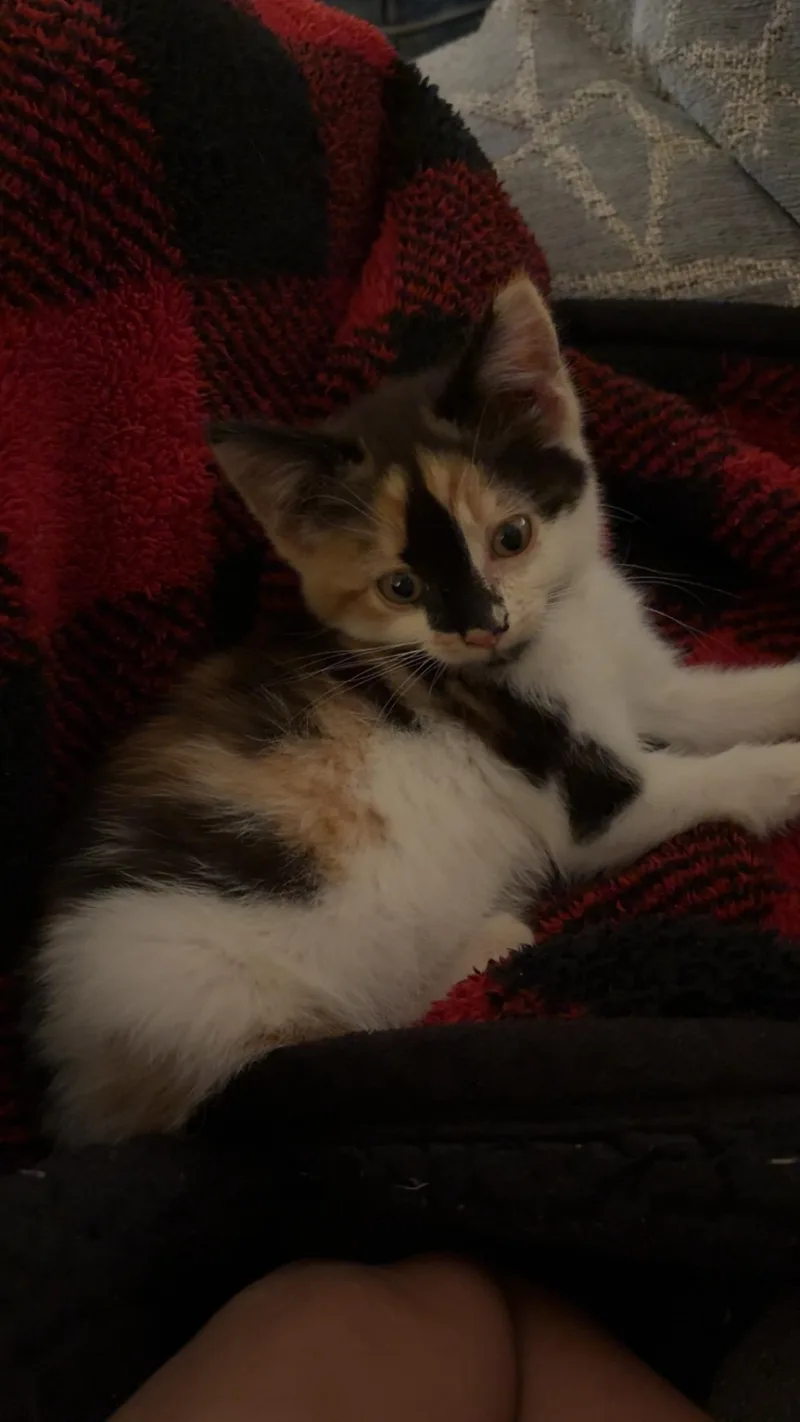 A baby small-sized female Calico Domestic Short Hair cat named Skittles for adoption in Hickory, NC
