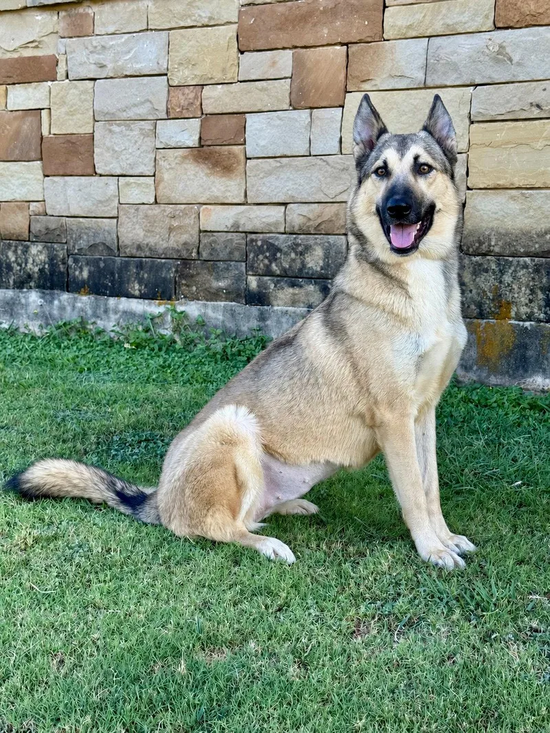 Priscilla