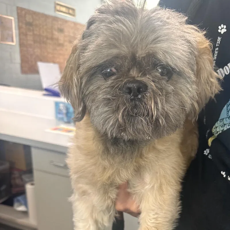 An adult small-sized male Yellow / Tan / Blond / Fawn Mixed Breed dog named Dr. Pepper for adoption in Allentown, PA