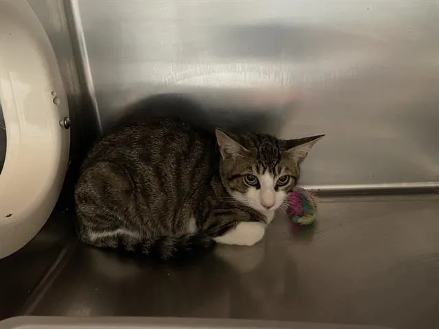 A young medium-sized male Domestic Short Hair cat named Silk for adoption in Sugar Land, TX