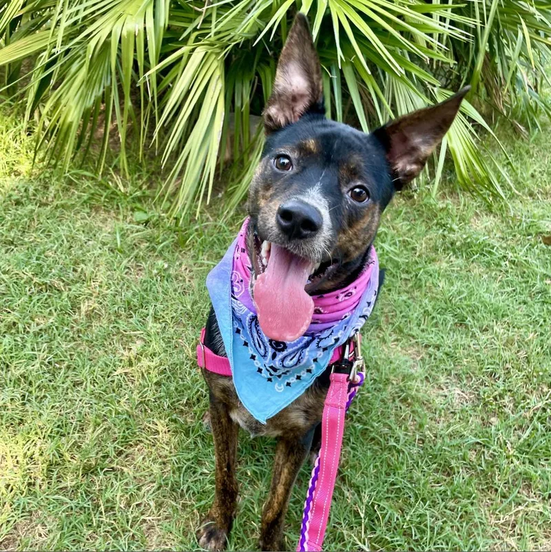 An adult medium-sized male Black Australian Cattle Dog / Blue Heeler dog named Socks for adoption in Austin, TX