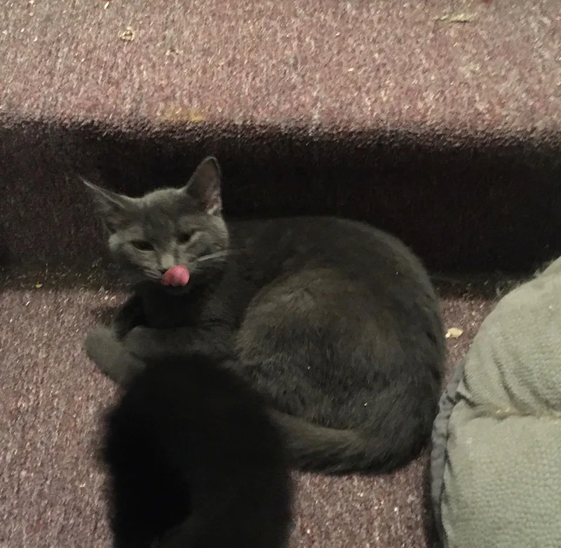 Sheri Bonded With Alison thumbnail 3